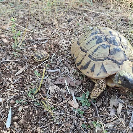 Apartment Ilisa Apartment