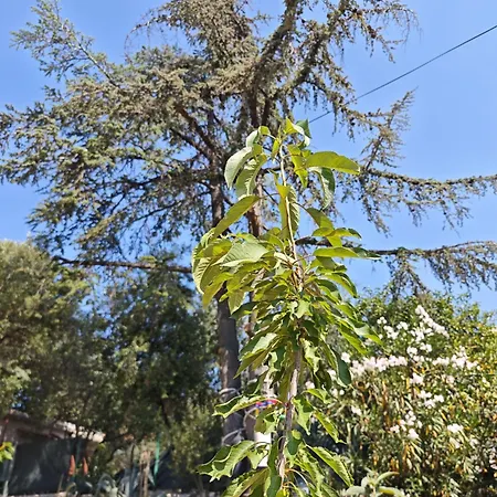 Apartment Apartment Ilisa Rogoznica (Sibenik-Knin)